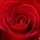  薔薇の園１