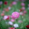 お花