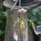 名称不明の花２