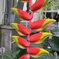 名称不明の花３