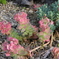 名称不明の花５