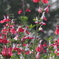 名称不明の花６