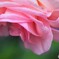 下向きな薔薇、、、。