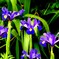 アヤメの花