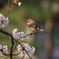 桜百舌鳥