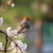 桜百舌鳥
