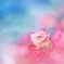 Rosy dream