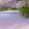 桜色の誘惑