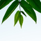green leaf