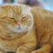 最高に可愛い猫