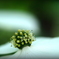 花もあります