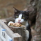 地域猫ー6