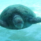 ウミガメ
