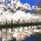弘前の桜。上からも下からも