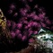 夜桜