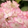 紫陽花