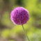 Flower Ball