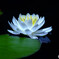Purity of Heart
