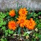 花…