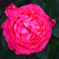 薔薇
