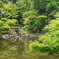 新緑の水面
