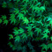 Green　Ⅱ