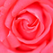 花フェスタ2018-2
