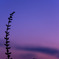 in the twilight