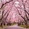 桜のトンネル