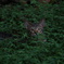 singaporeのねこ