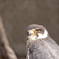 旭山動物園にて 