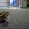 ねこ
