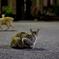 ねこ×２