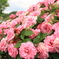 薔薇