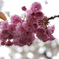 桜やさしく