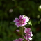 w/XR RIKENON28mm