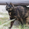 2018年 ご近所猫_251