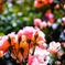 Flower Park