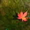 紅葉