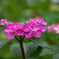 予行演習‥雨の紫陽花