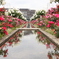 2018薔薇祭り3