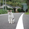 待ち猫