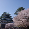 名古屋城と桜