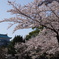 名古屋城と桜