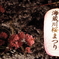 三重県　海蔵川　桜祭り