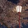 三重県　海蔵川　桜祭り