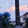 入道雲