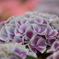 紫陽花