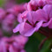 花その２
