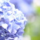 single focus